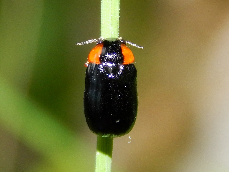 Serie di Chrysomelidae del Parco del Ticino